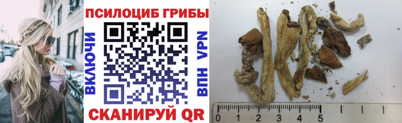 Псилоцибиновые грибы Psilocybe  Новоульяновск 
